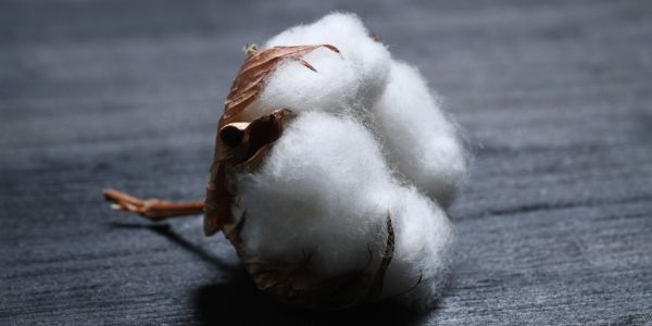 Cotton